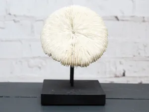 A Vintage Mounted Sea Mushroom Coral from a Private Collection