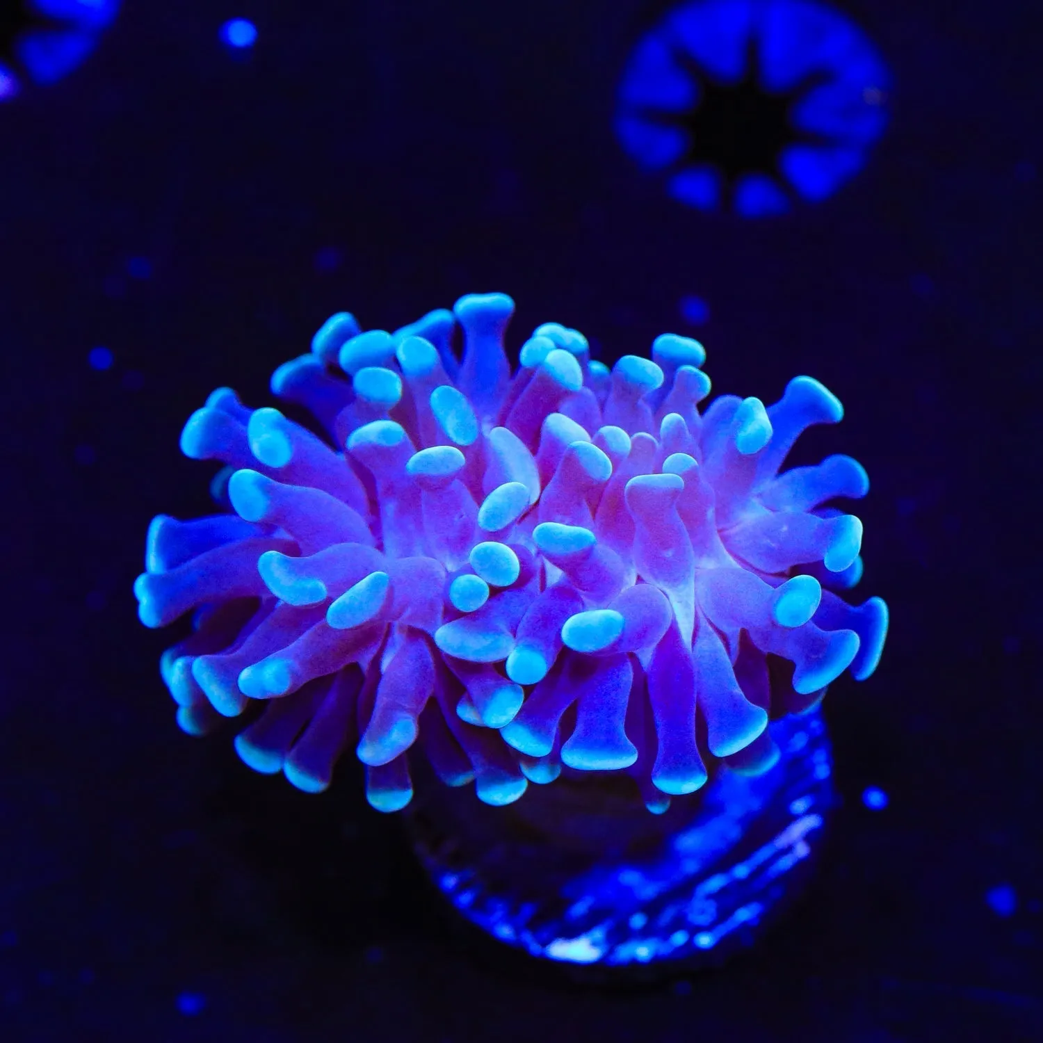 Blue Tip Hammer Coral