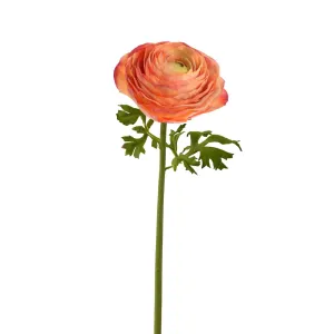 Coral Ranunculus