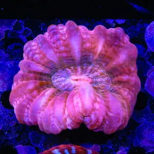 Pink Cynarina Coral