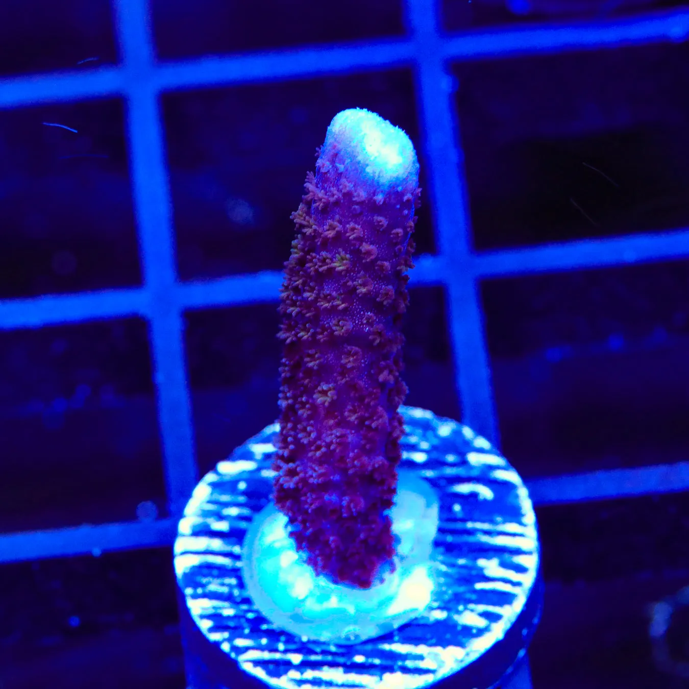 Purple Digitata Montipora Coral