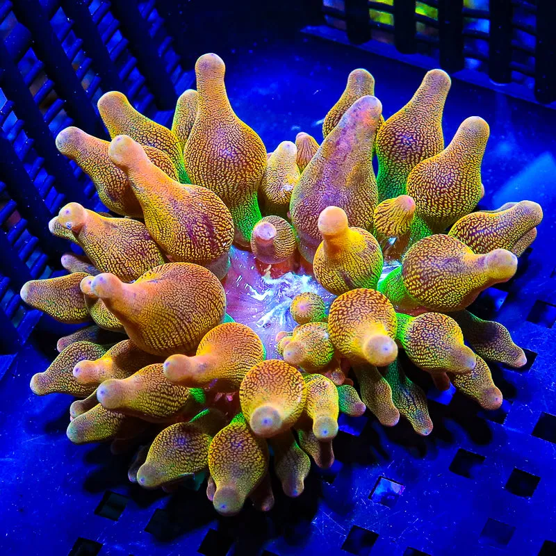 Rainbow Bubbletip Anemone