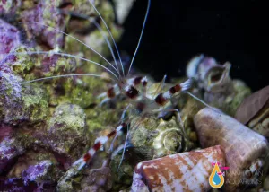 Red Coral Banded Shrimp