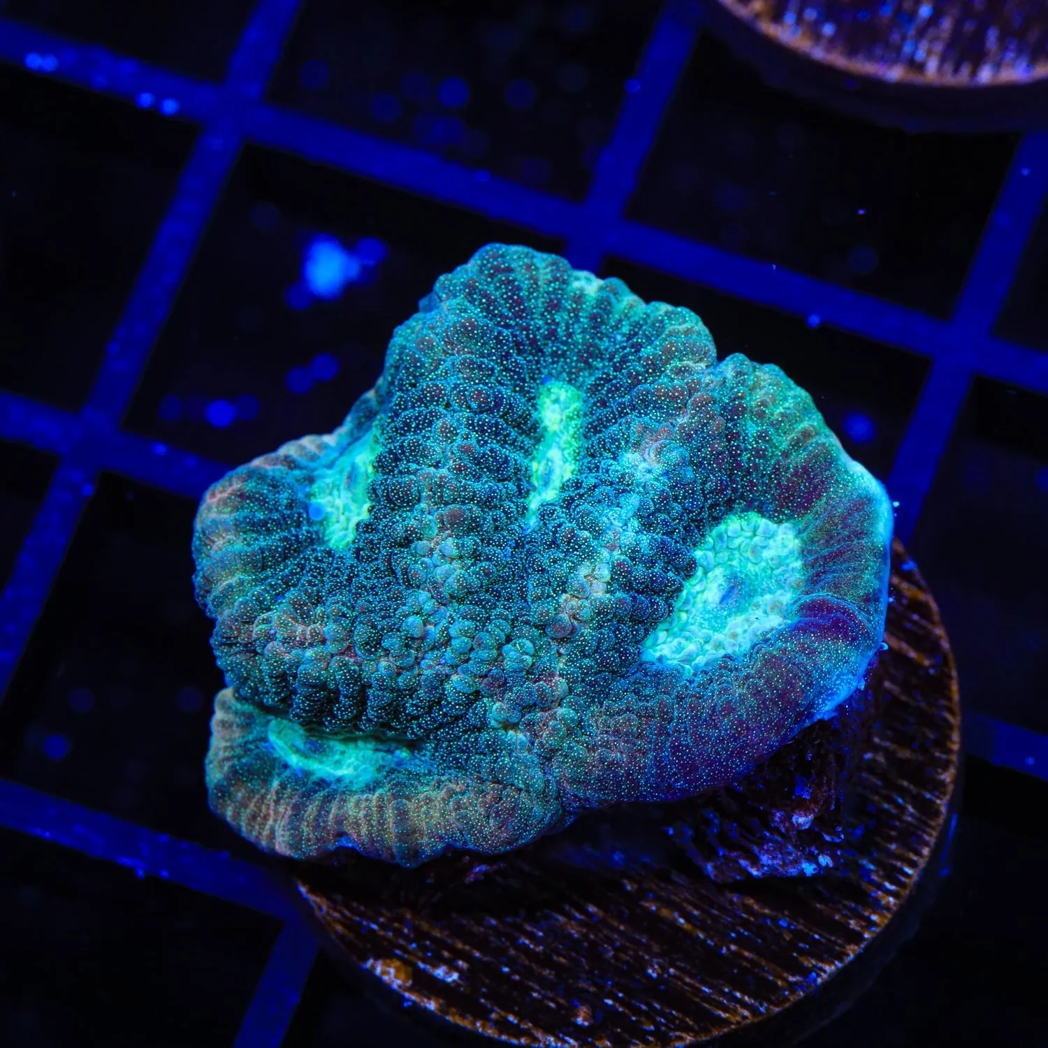 Tidal Wave Favia Coral