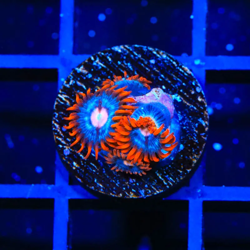 TSA Fire and Ice Zoanthids Coral