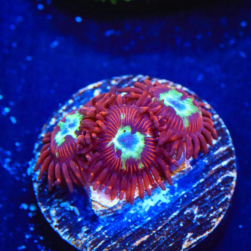 TSA Frosted Phoenix Zoanthids Coral