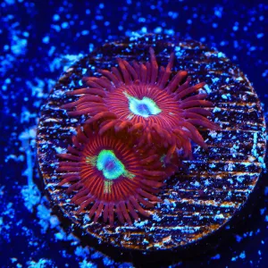 TSA Frosted Phoenix Zoanthids Coral