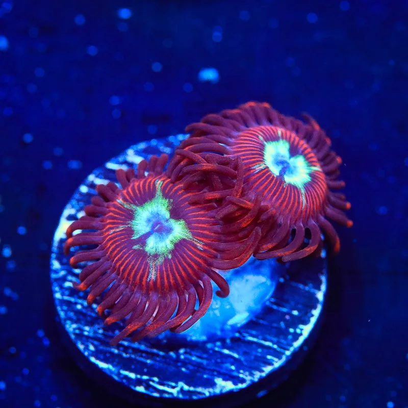 TSA Frosted Phoenix Zoanthids Coral