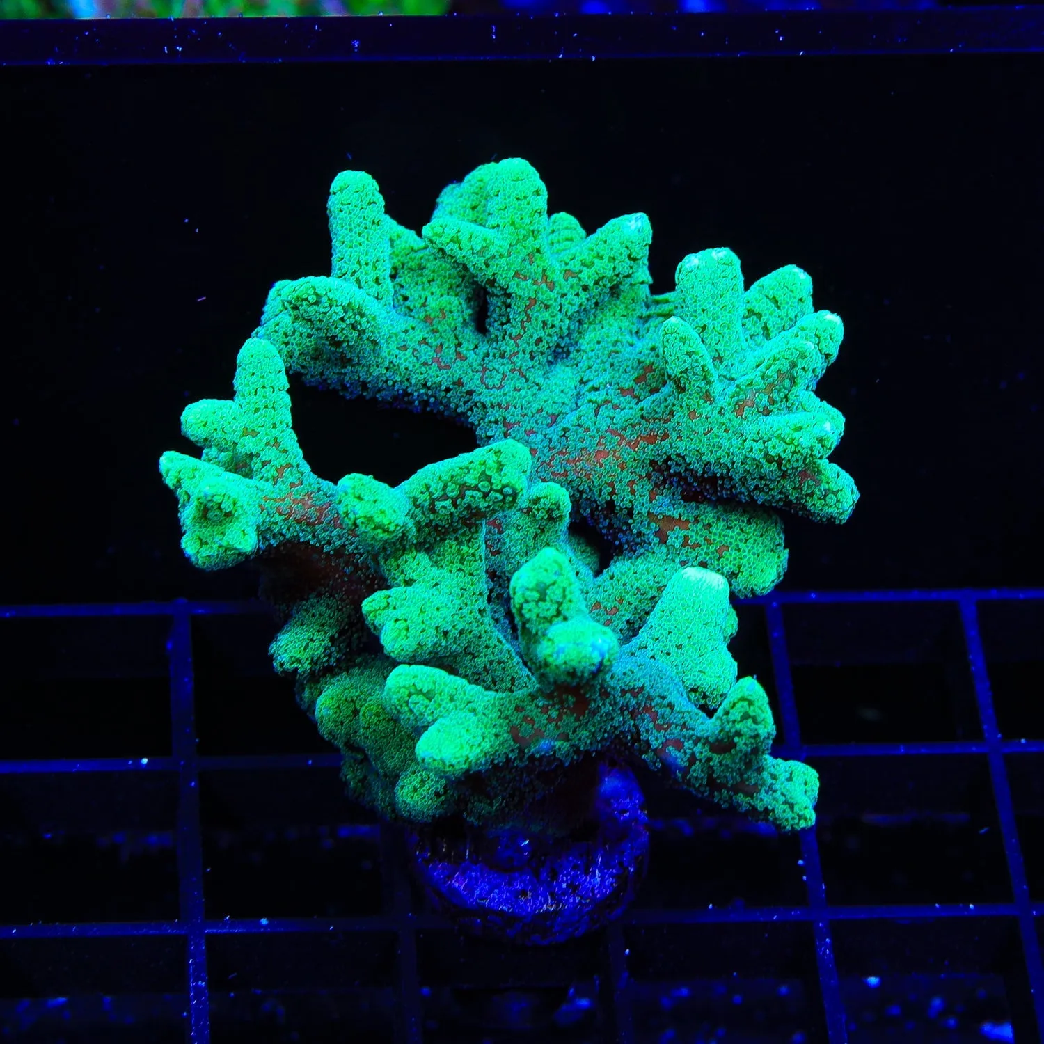 TSA Fuzzy Birdsnest Coral