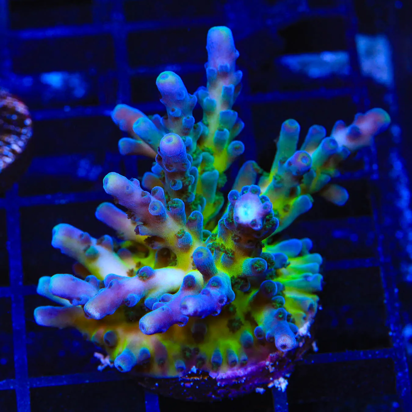 TSA Ice Tort XXL Acropora Coral