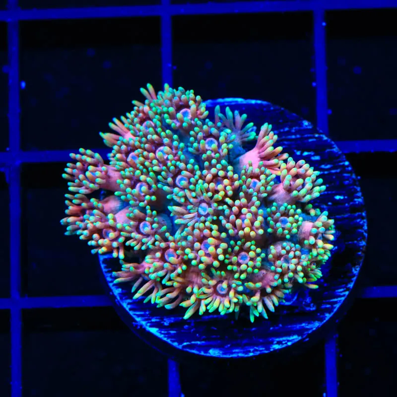 TSA Krazy Kraola Goniopora Coral