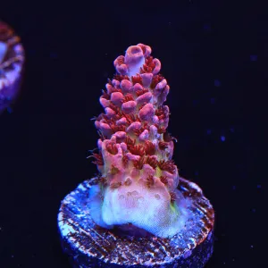 TSA Optimus Prime Acropora Coral