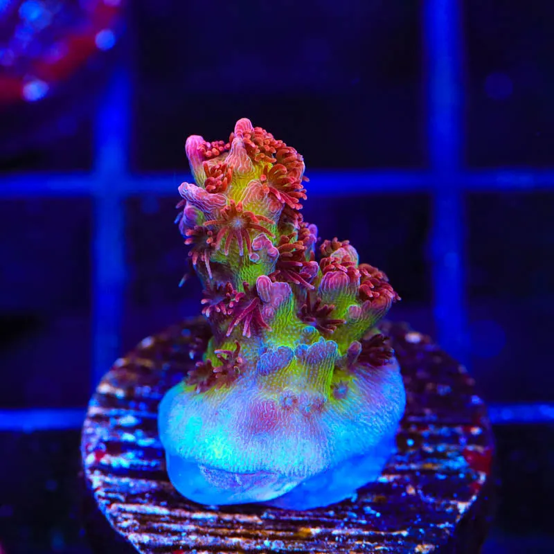 TSA Optimus Prime Acropora Coral