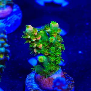 TSA Rainbow Supernova Acropora Coral