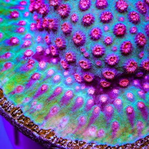 TSA South Beach Cyphastrea Coral