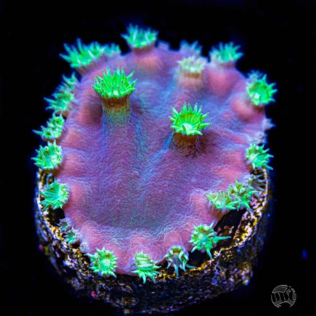 WWC Purple Scroll Turbinaria Coral