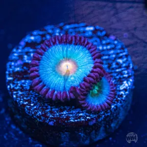 WWC South Beach Zoanthids