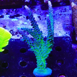 WWC Yellow Tip Acropora Coral Colony