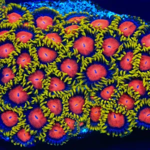 Yellow Brick Road Zoanthids Coral